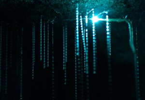 spellbound-glowworm-threads.jpg.jpeg