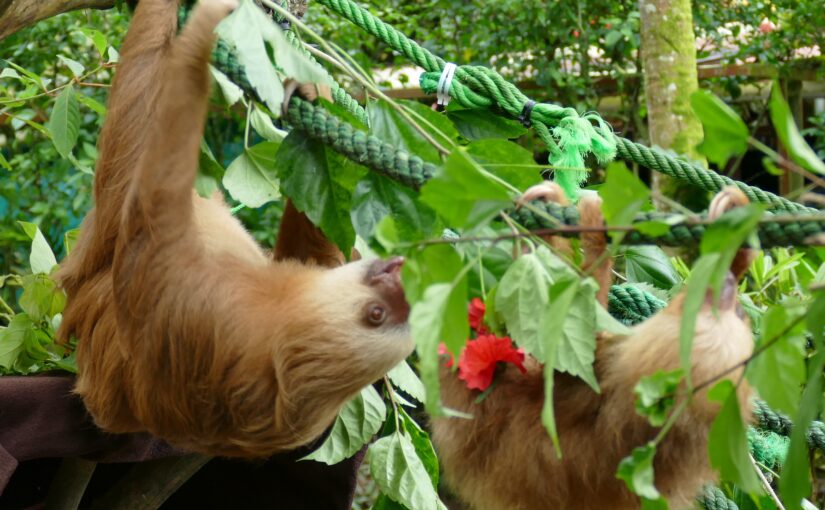 Jaguar Rescue Center