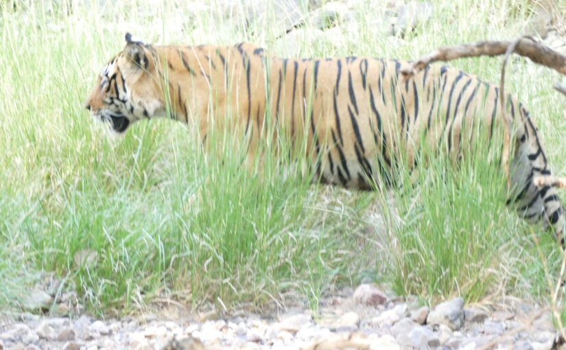 Im Nationalpark Ranthambhore